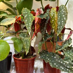 Begonia Maculata