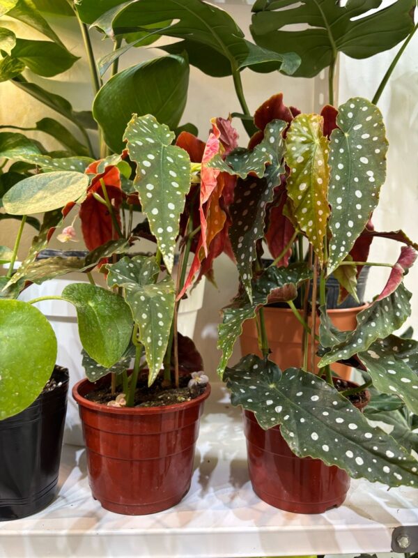Begonia Maculata
