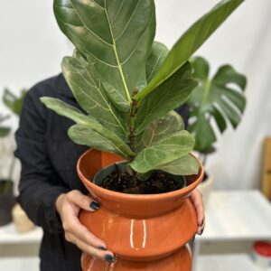 Ficus lyrata - Pandurata mini