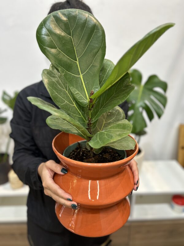 Ficus lyrata - Pandurata mini