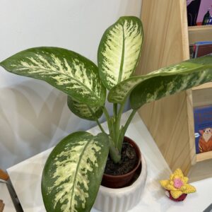 Dieffenbachia Tropic