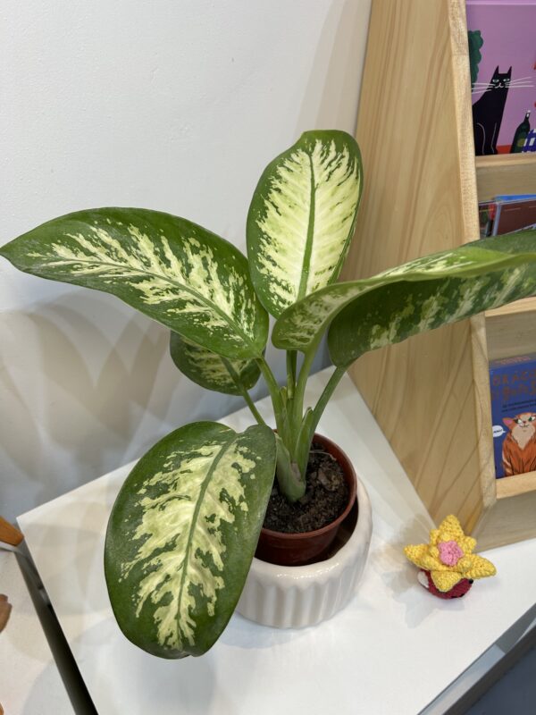 Dieffenbachia Tropic