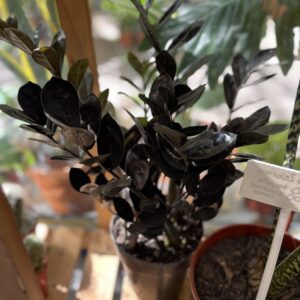 Zamioculca Black Raven