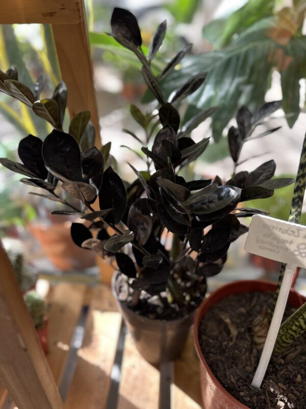 Zamioculca Black Raven