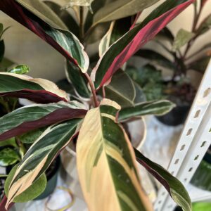 Calathea Stromanthe