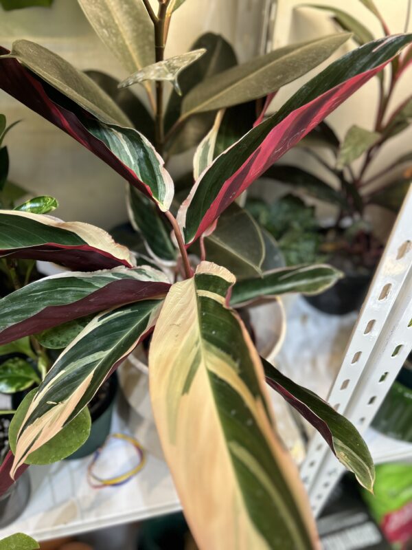 Calathea Stromanthe