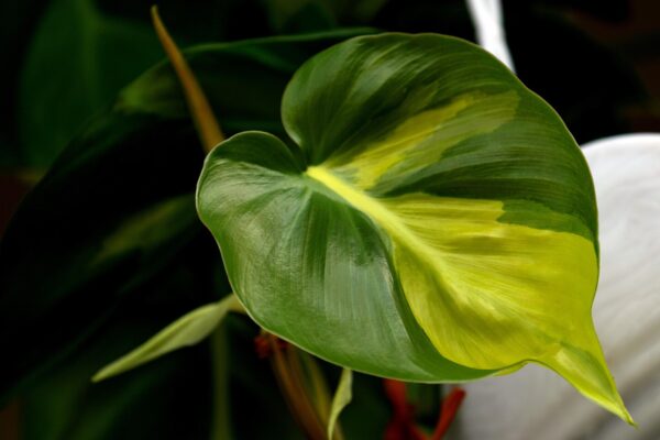 nature, leaf, philodendron brasil, botany, foliage, plant
