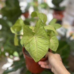 Syngonium  golden allusion
