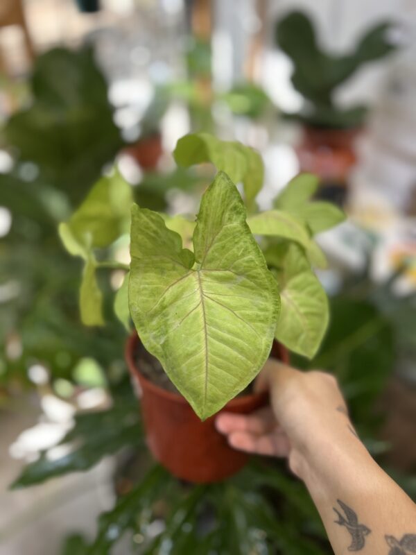 Syngonium  golden allusion