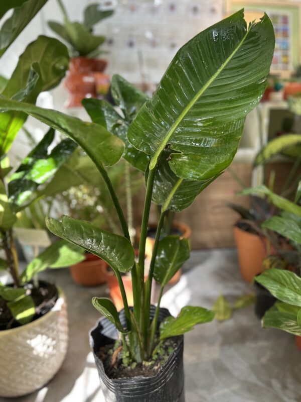 Strelitzia