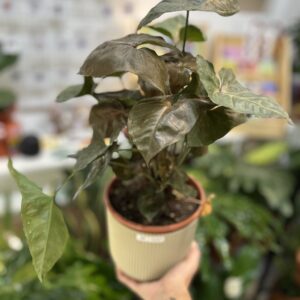 Syngonium brocante