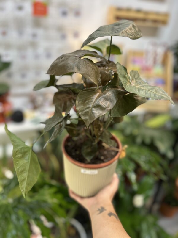 Syngonium brocante