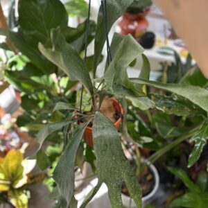 Platycerium bifurcatum "Cuerno de Alce"