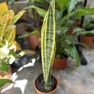 Sansevieria (Lengua de suegra)