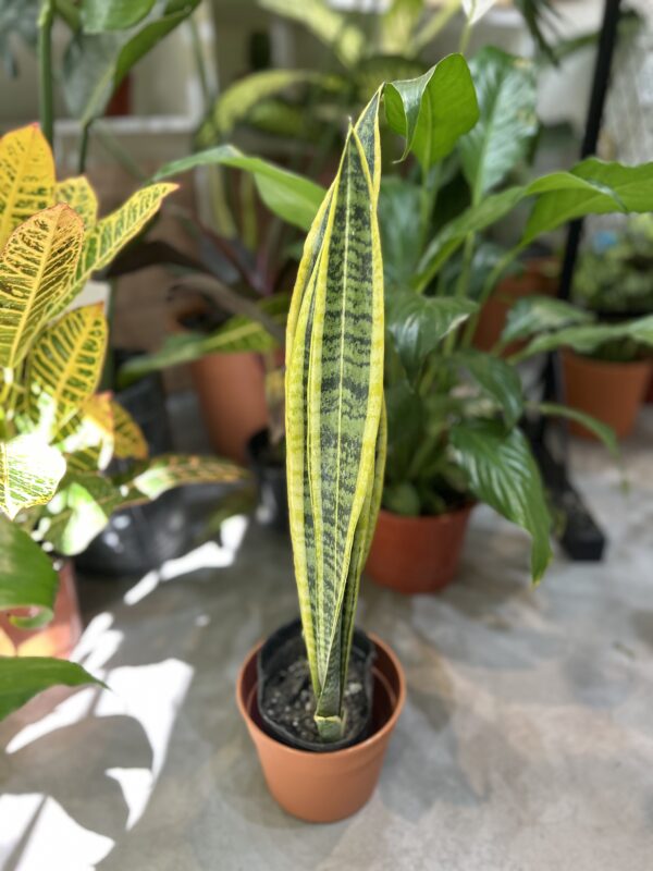 Sansevieria (Lengua de suegra)