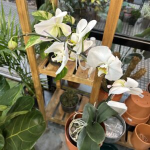 Orquidea
