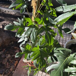 Philodendron Florida