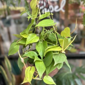 Philodendron cordatum