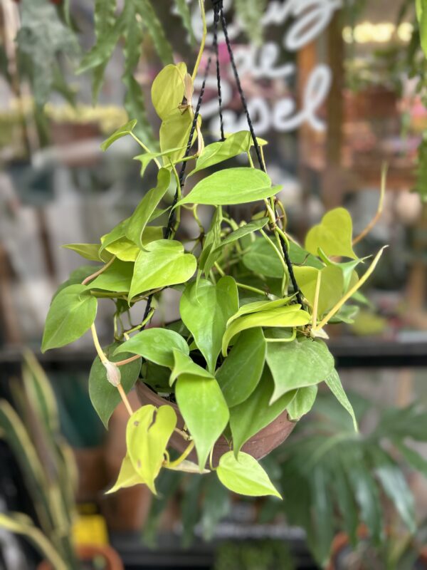 Philodendron cordatum