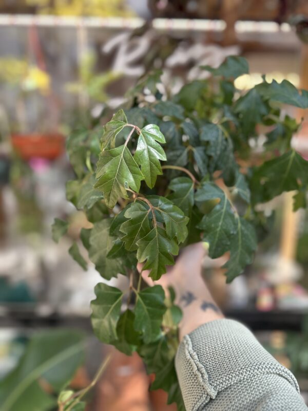 Cissus