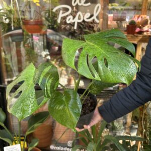 Monstera deliciosa
