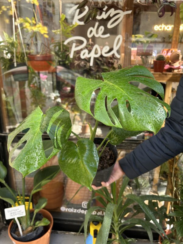 Monstera deliciosa
