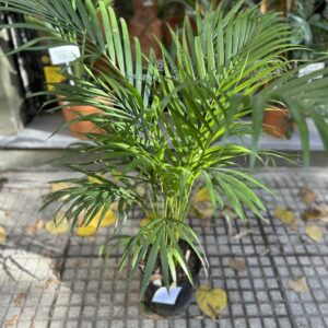 Areca