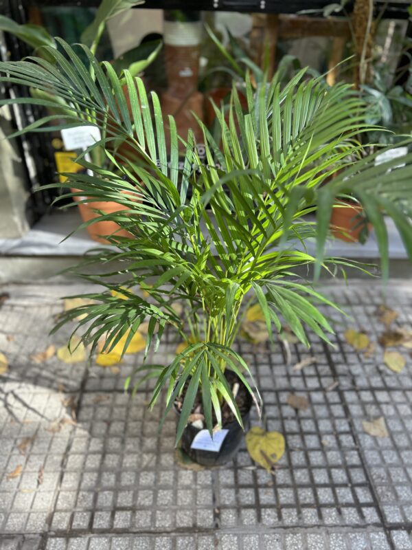 Areca