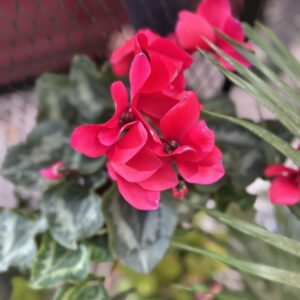 Violeta de los andes