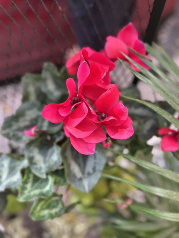 Violeta de los andes